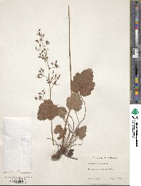 Heuchera americana image