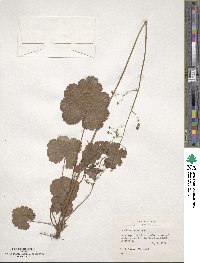 Heuchera americana image