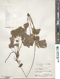 Heuchera americana image