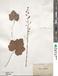 Heuchera americana image