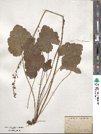 Heuchera americana image