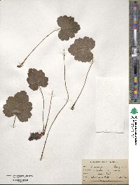 Heuchera americana image