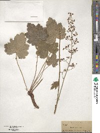 Heuchera americana image