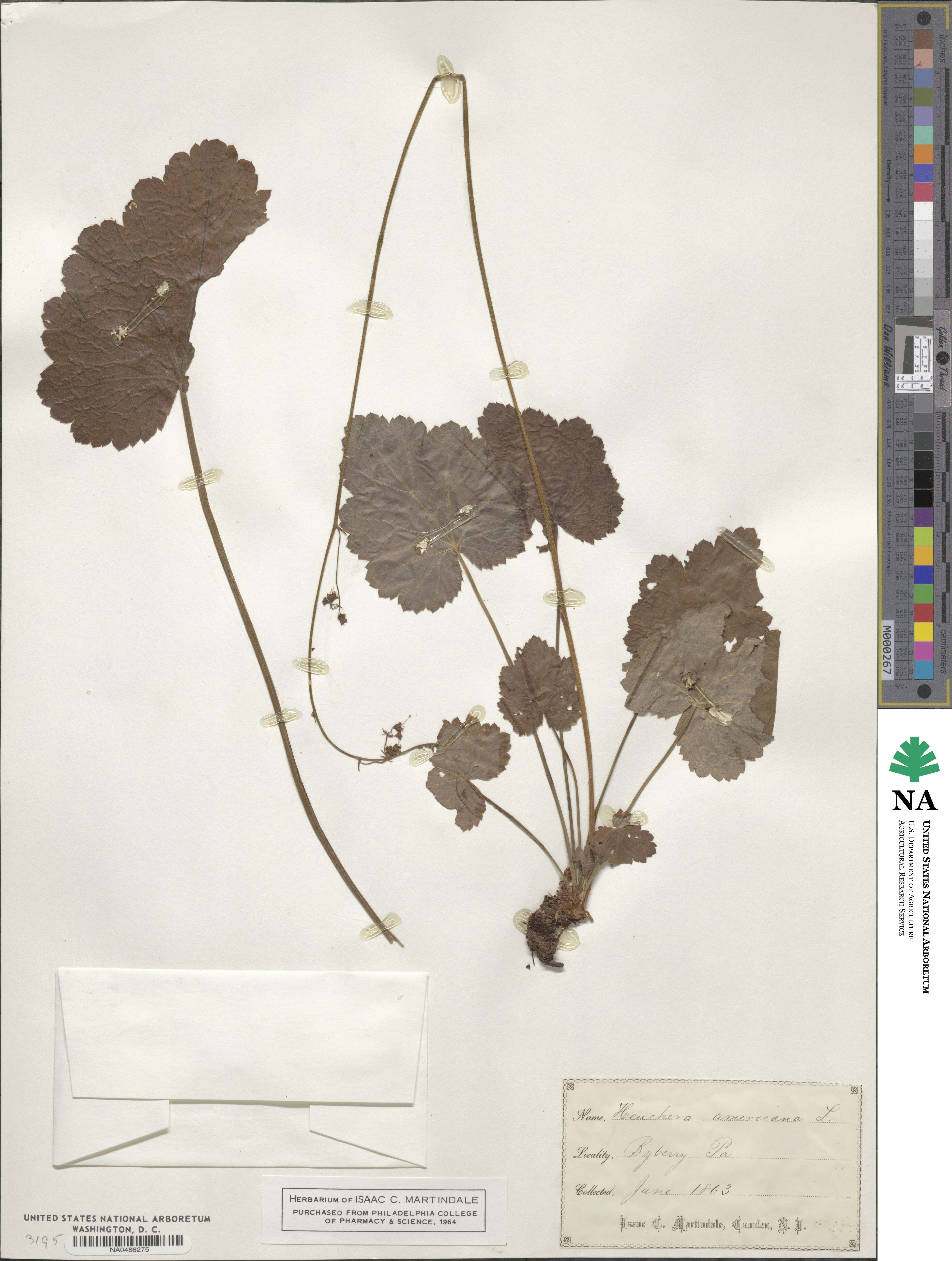 Heuchera americana image