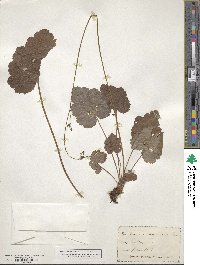 Heuchera americana image