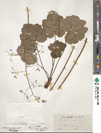 Heuchera americana image