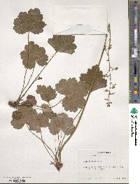 Heuchera americana image