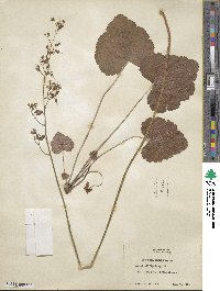 Heuchera americana image