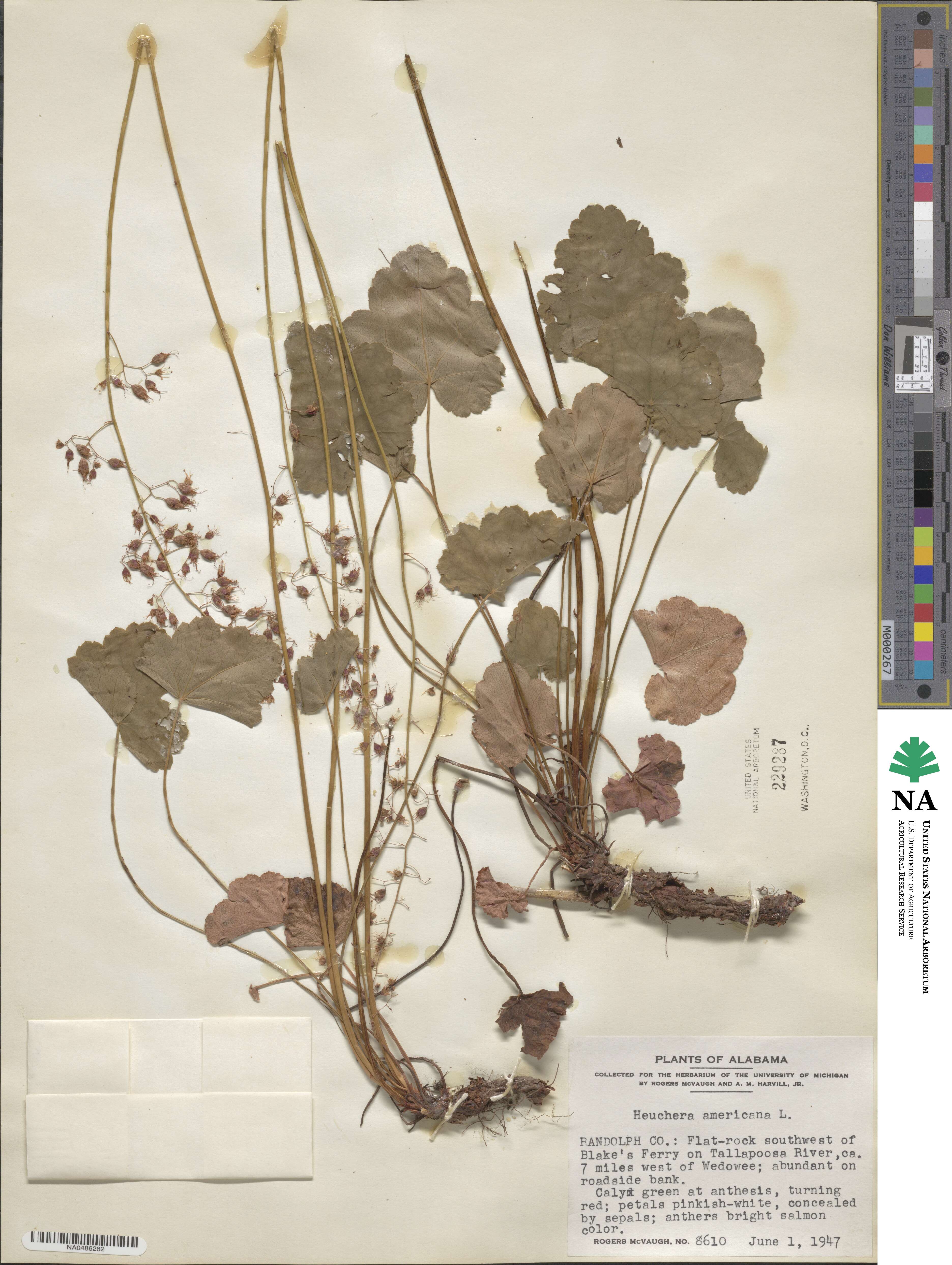 Heuchera americana image