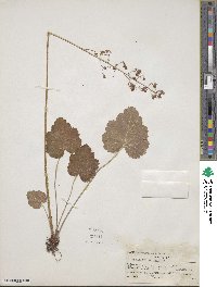 Heuchera americana image