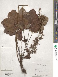 Heuchera americana image