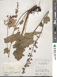 Heuchera americana image