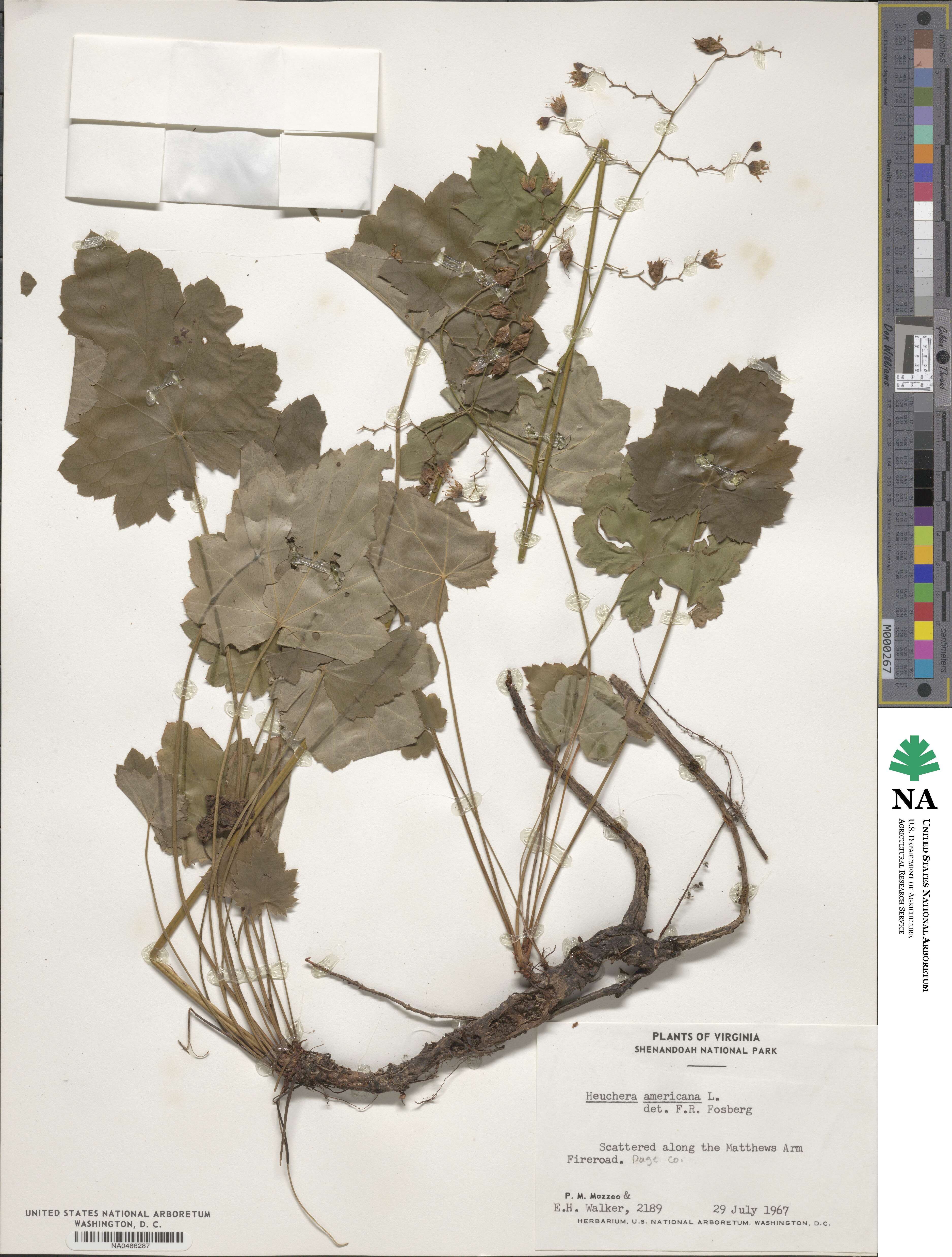 Heuchera americana image