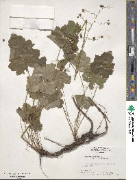 Heuchera americana image