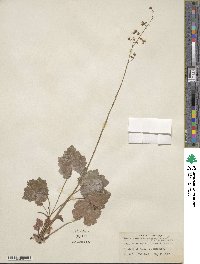 Heuchera americana image