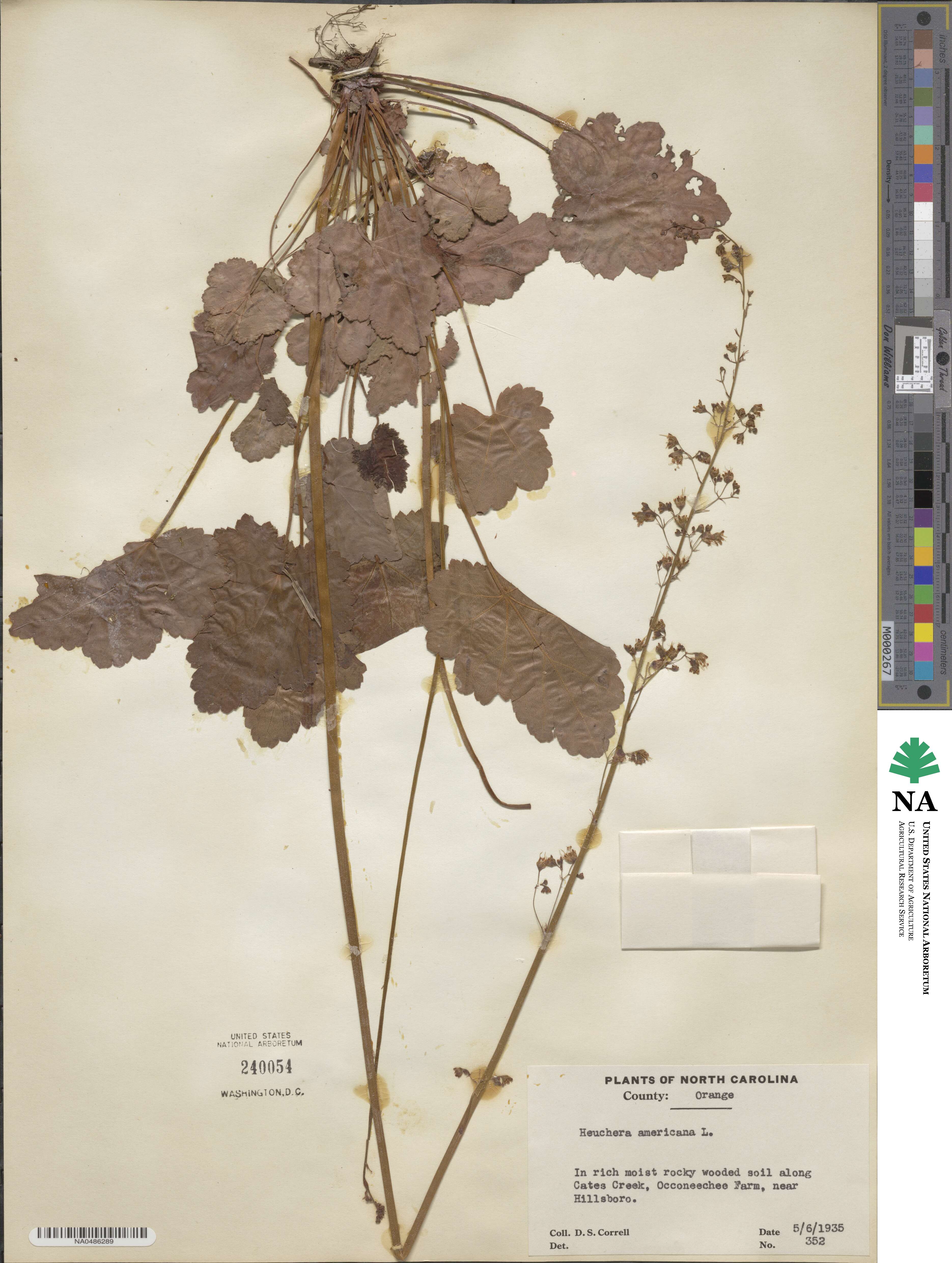 Heuchera americana image