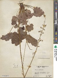 Heuchera americana image