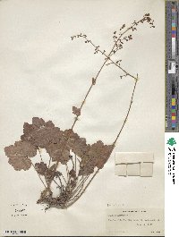 Heuchera americana image