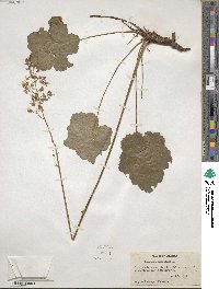 Heuchera americana image