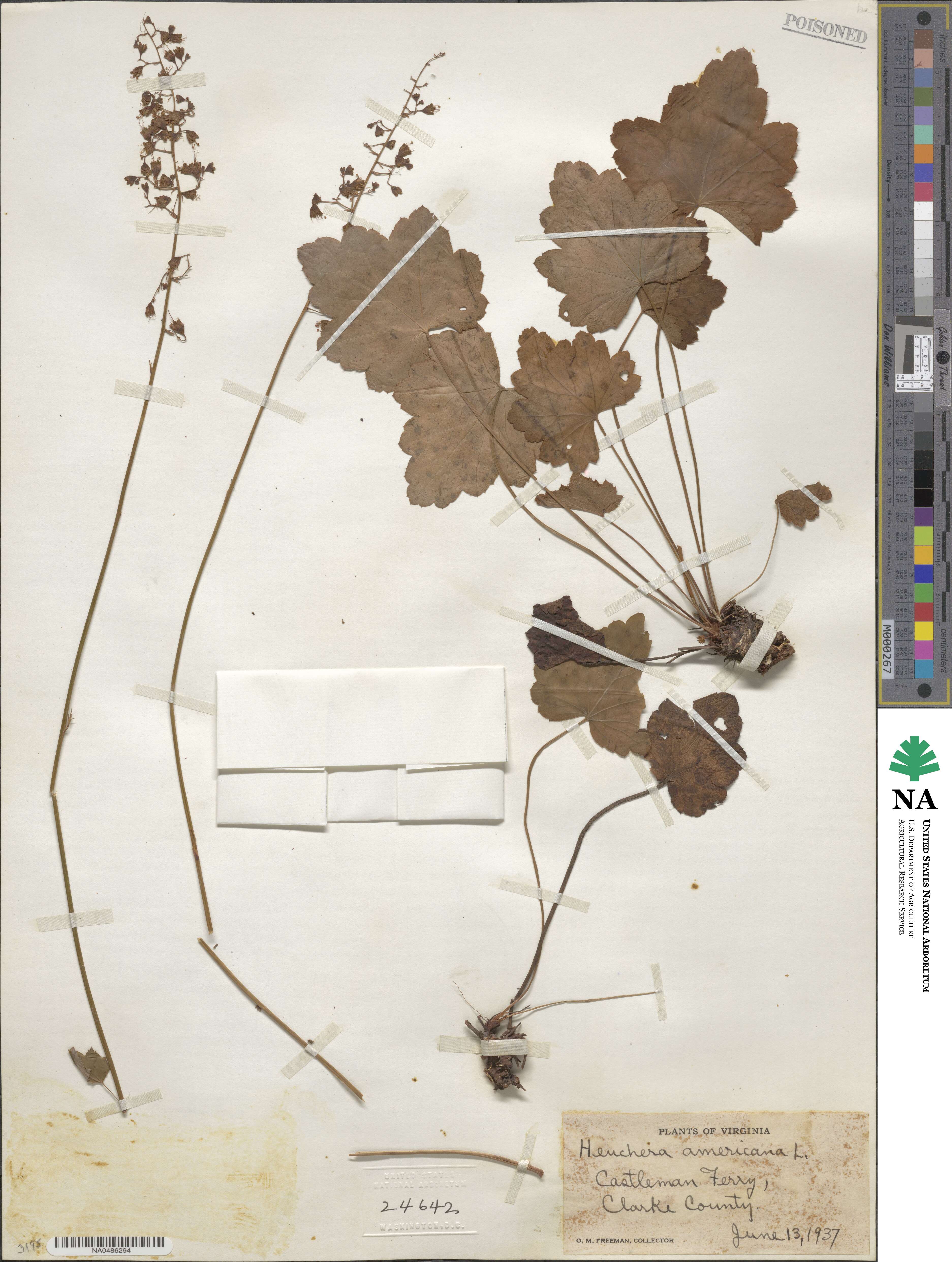 Heuchera americana image