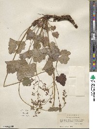 Heuchera americana image