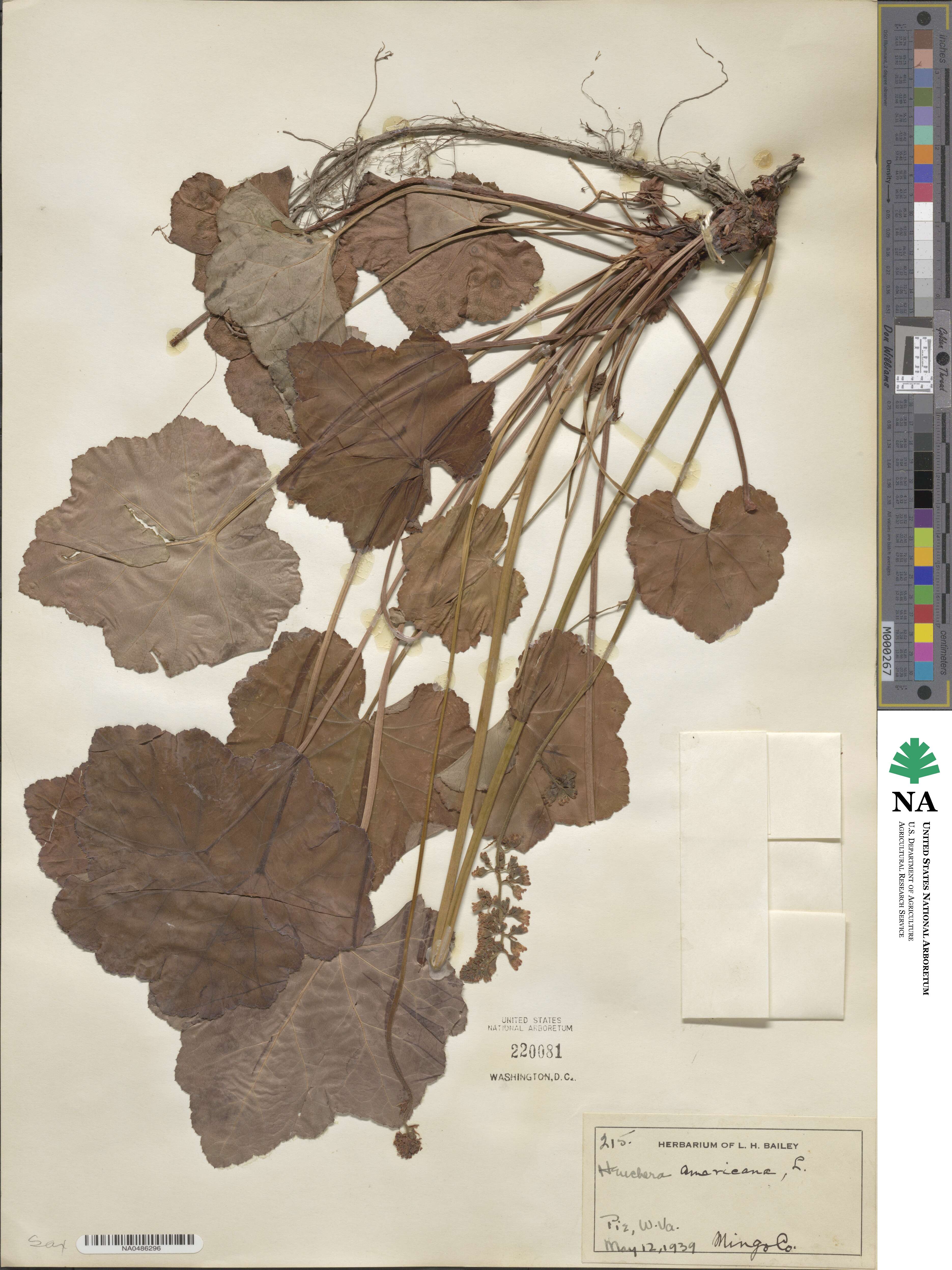 Heuchera americana image