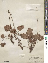 Heuchera americana image