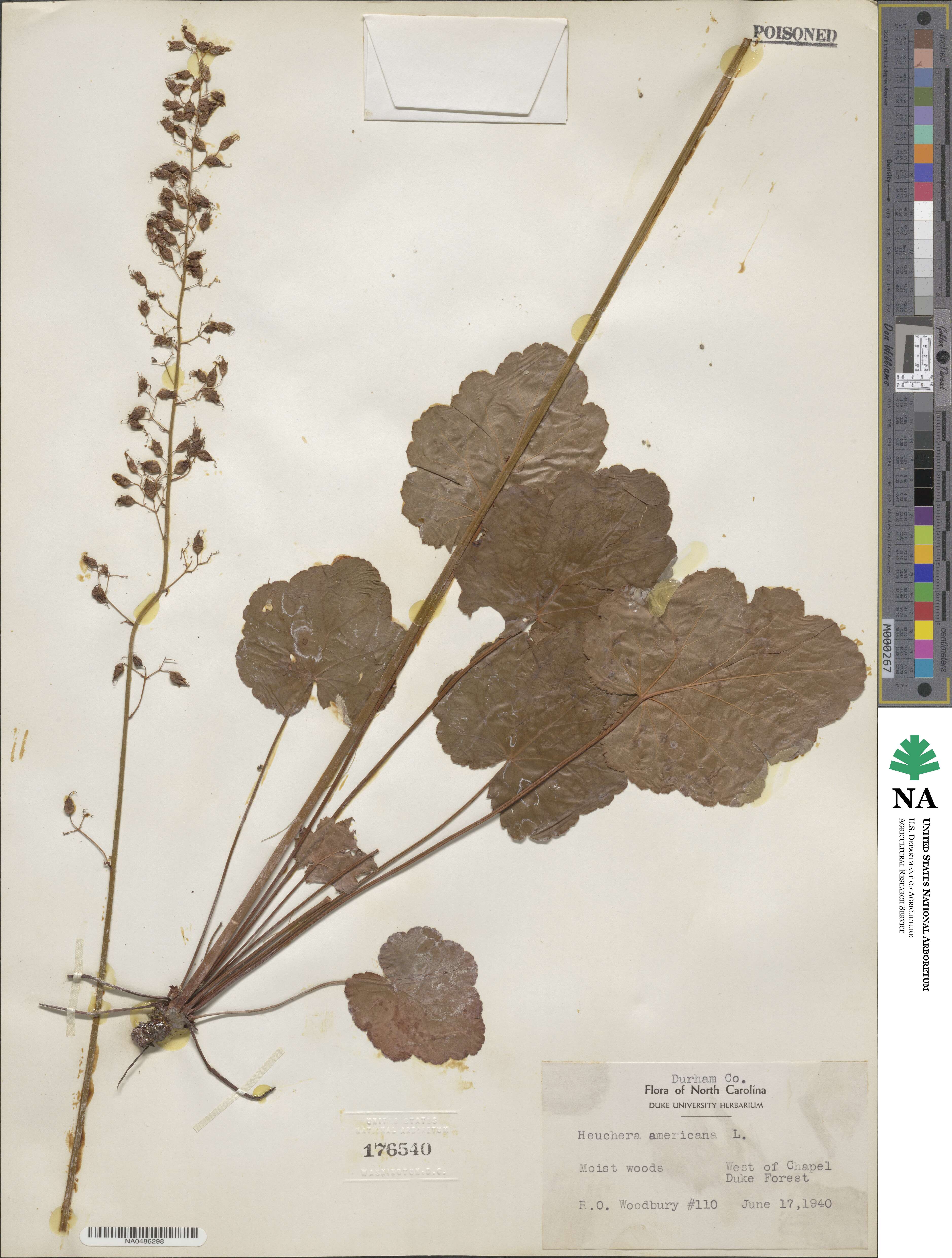 Heuchera americana image