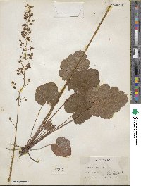 Heuchera americana image