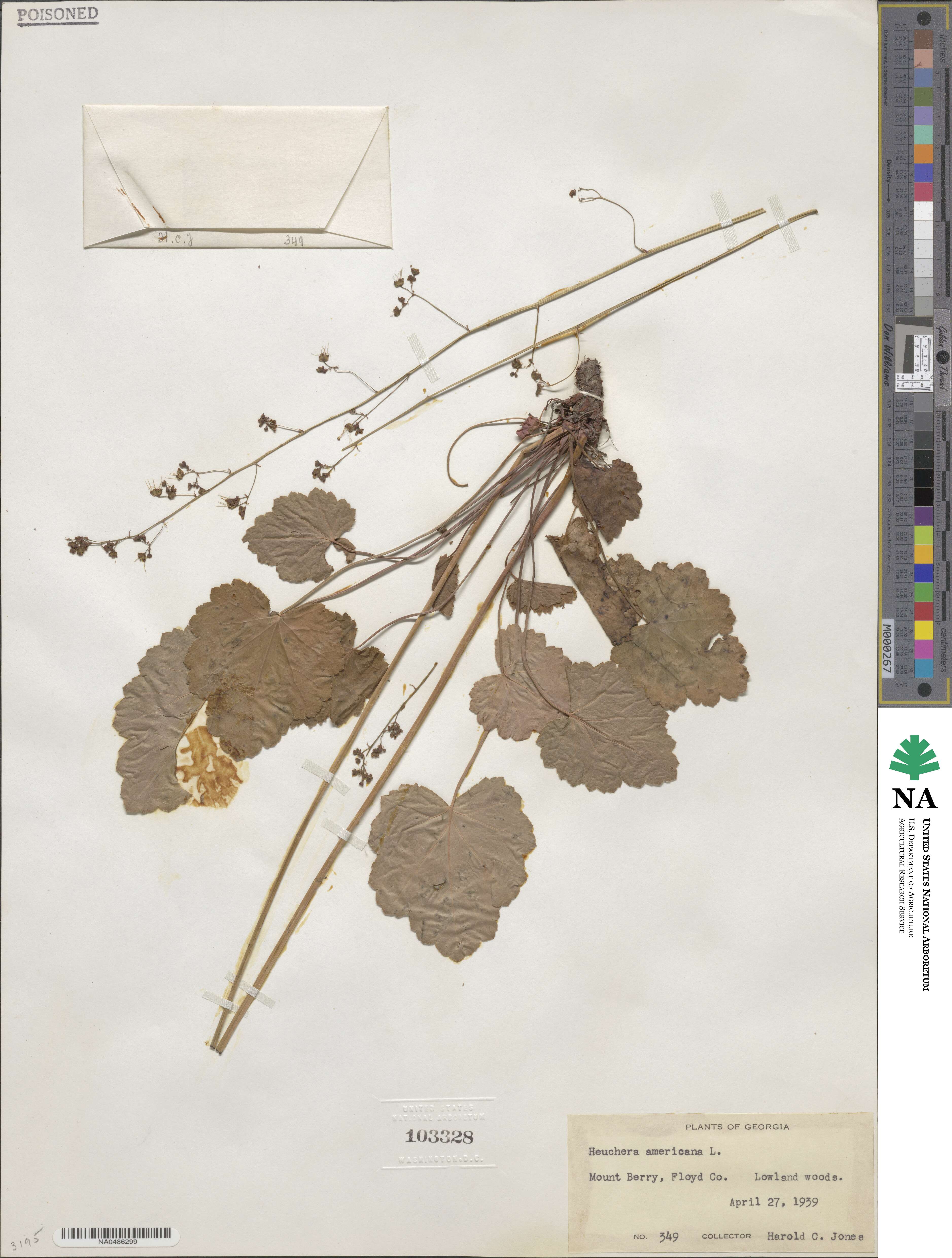 Heuchera americana image