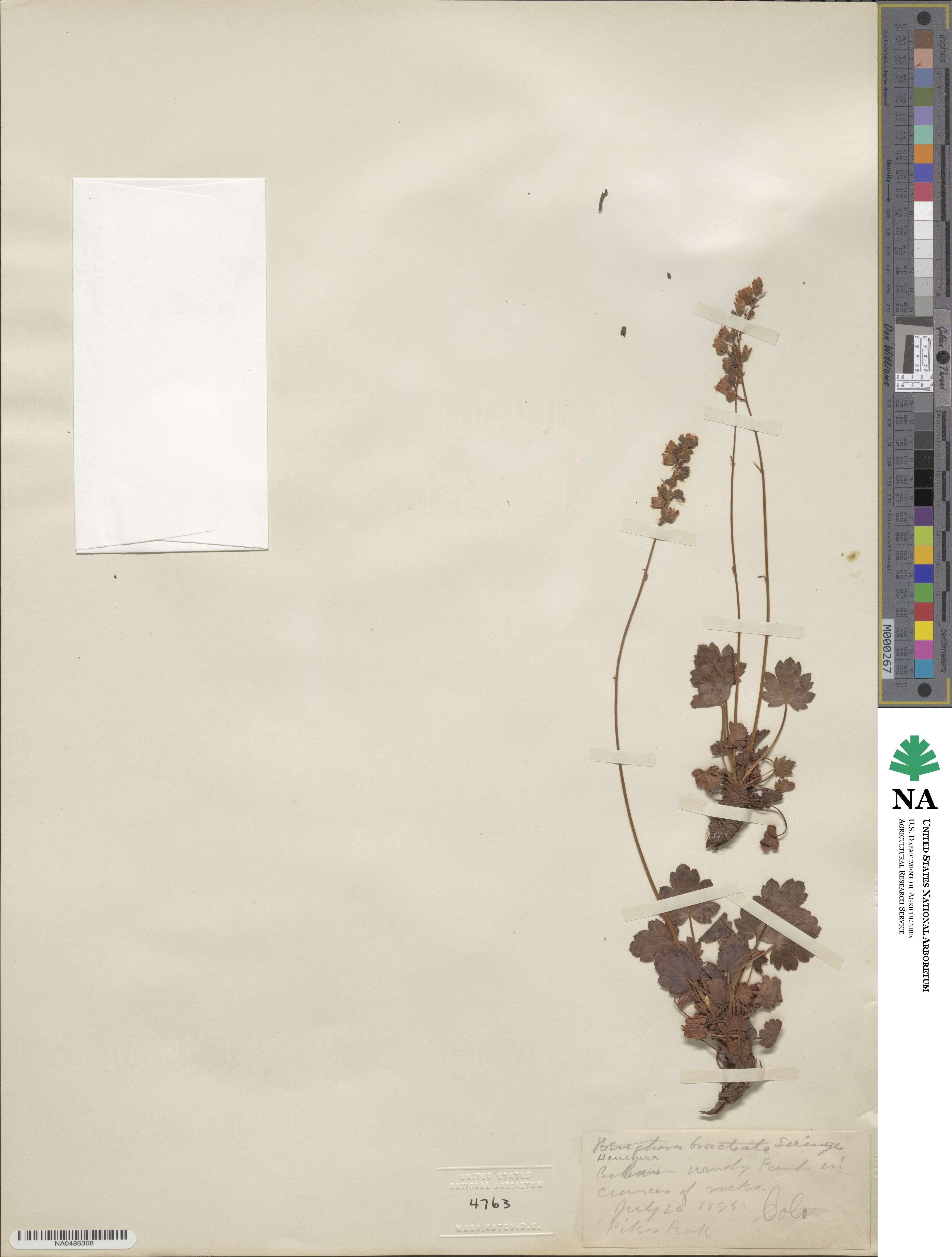 Heuchera bracteata image