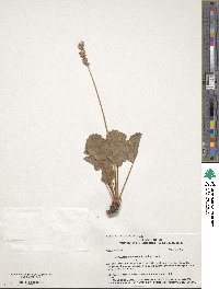 Heuchera cylindrica image