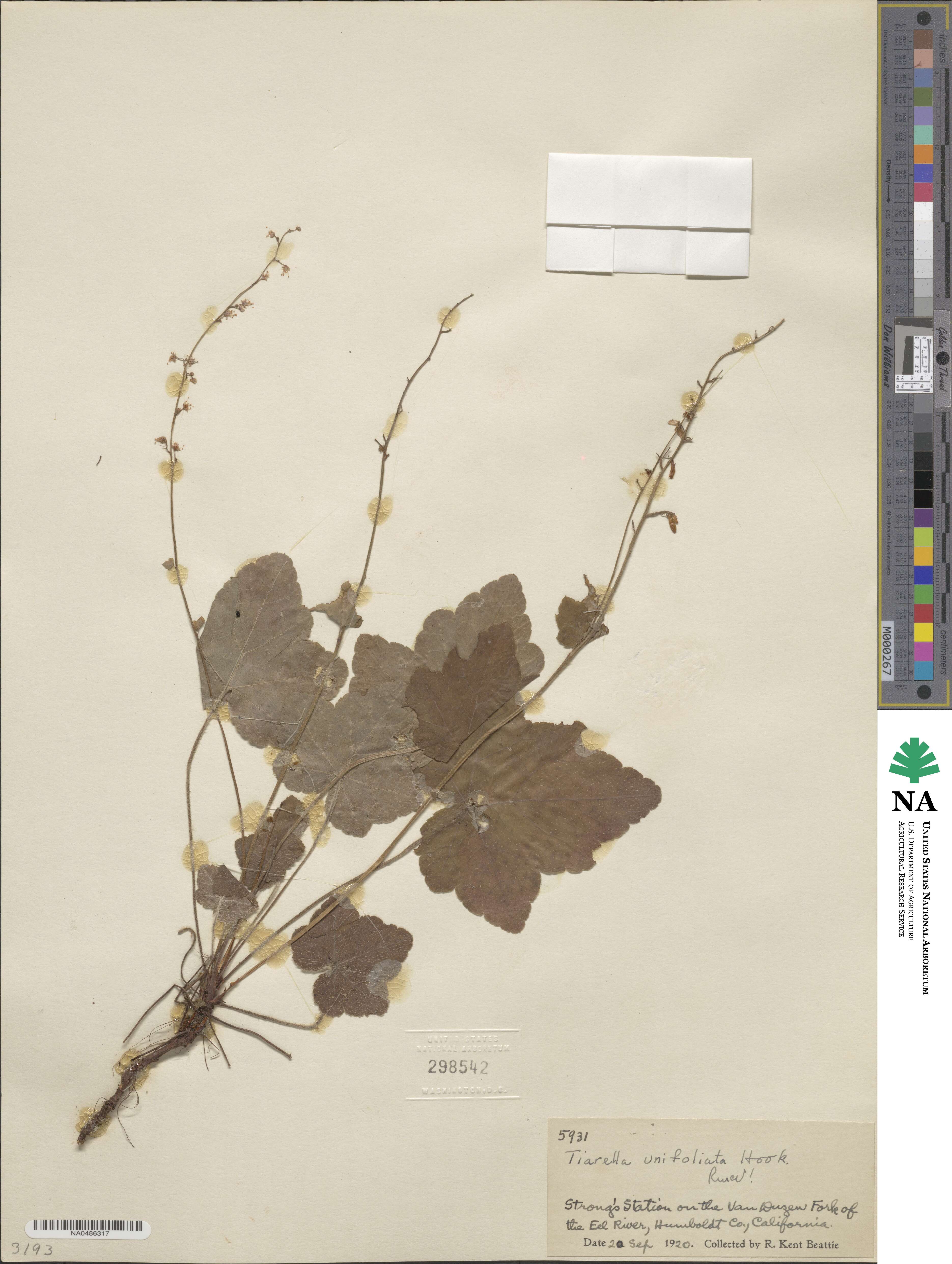 Tiarella image