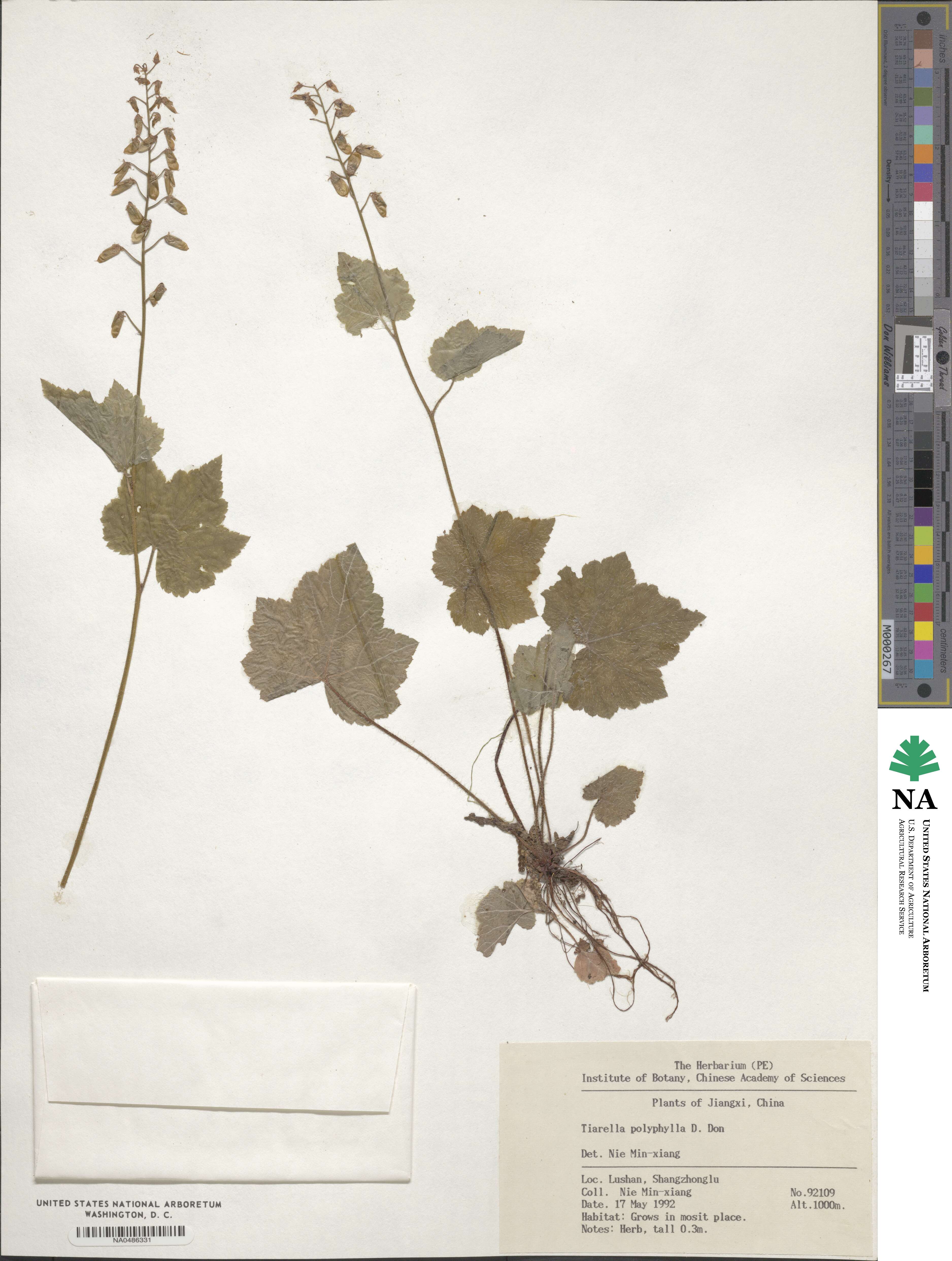 Tiarella polyphylla image