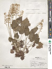 Tiarella cordifolia image