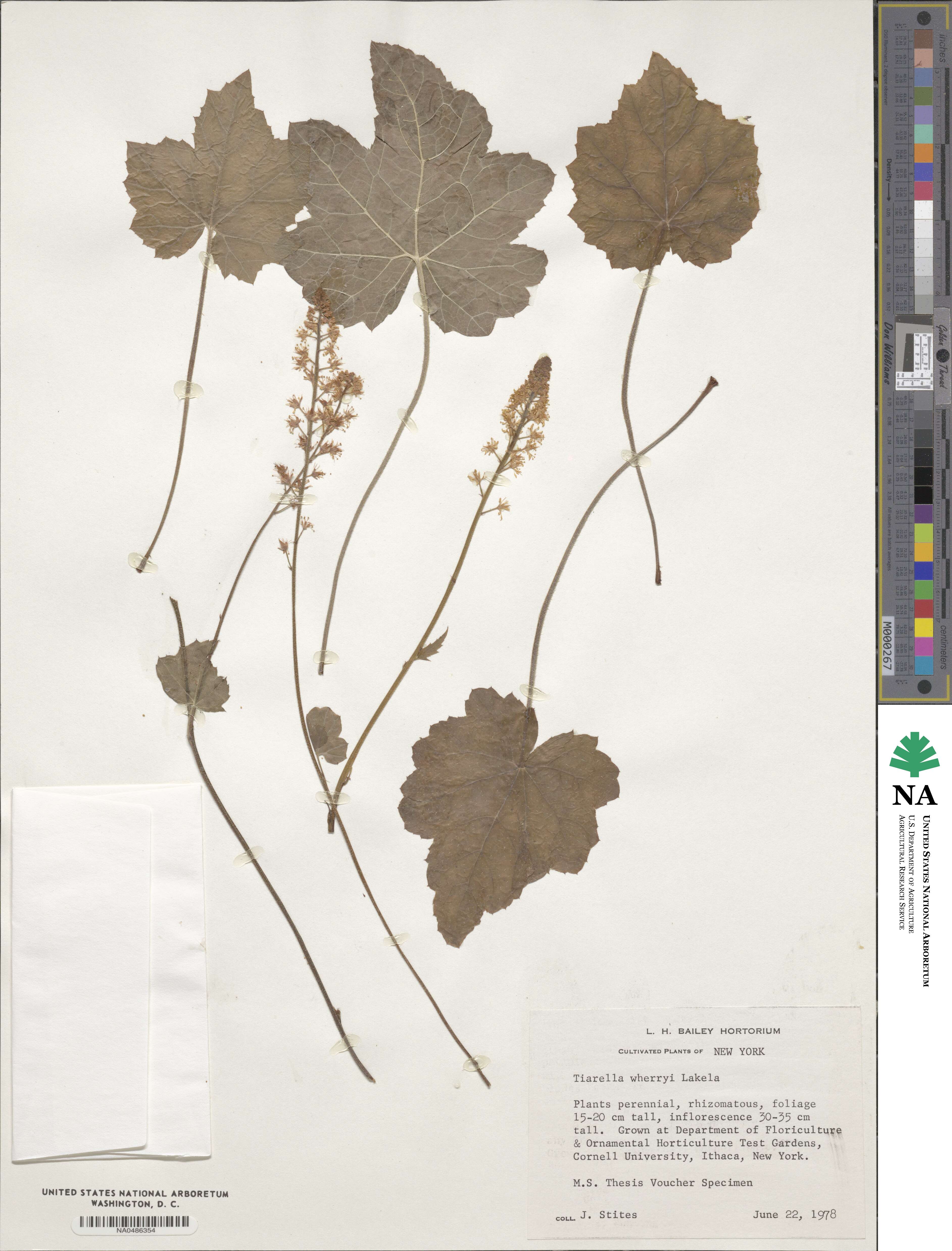 Tiarella wherryi image