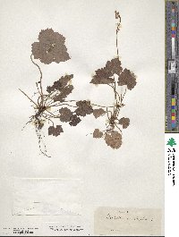 Tiarella cordifolia image