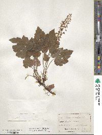 Tiarella cordifolia image