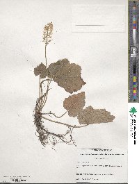 Tiarella cordifolia image