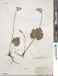 Tiarella cordifolia image