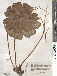 Darmera peltata image