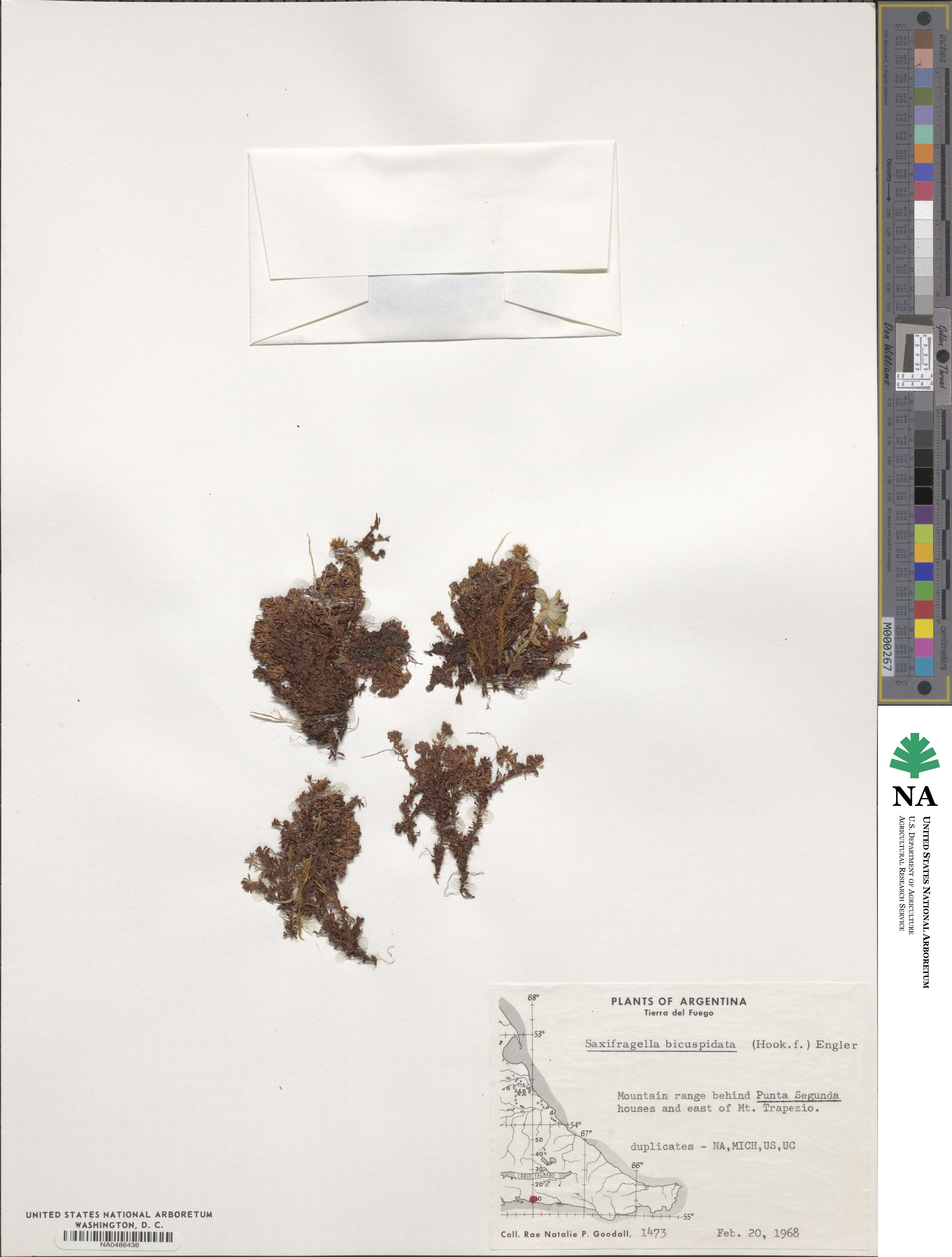Saxifraga bicuspidata image