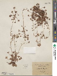 Saxifraga globulifera image