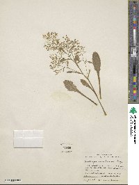 Saxifraga caroliniana image