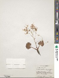 Saxifraga fortunei image