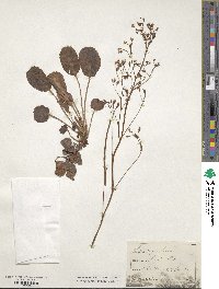 Saxifraga hirsuta image