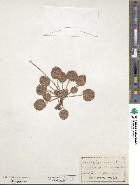 Saxifraga hirsuta image