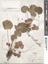 Saxifraga stolonifera image