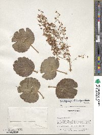 Saxifraga stolonifera image