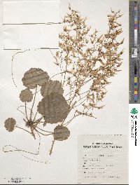 Saxifraga stolonifera image